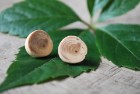 Ohrstecker aus Eibenholz; Stecker Metall versilbert, nickelfrei (SSE2) Ohrstecker aus Eibenholz; Stecker Metall versilbert, nickelfrei (SSE2)