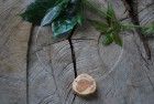 Collier mit einer Scheibe von der Eibe auf doppeltem Schmuckdraht (CdSE1) Collier mit einer Scheibe von der Eibe auf doppeltem Schmuckdraht (CdSE1)