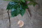 Collier mit einer Scheibe Holz von der Eibe auf Schmuckdraht (CSE5) Collier mit einer Scheibe Holz von der Eibe auf Schmuckdraht (CSE5)